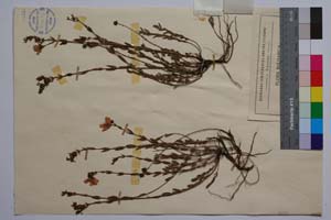 Hypericum rumeliacum Boiss. var. ciliatum Jord. & Koz. [ SOMXXXXX0184] (2) (c) Institute of Biodiversity and Ecosystem Research, BAS — Vascular Plants and Mosses Collections (SOM)