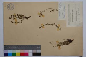 Hypericum rumelicum Boiss. [ SOMXXXXX0185] (c) Institute of Biodiversity and Ecosystem Research, BAS — Vascular Plants and Mosses Collections (SOM)