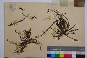 Hypericum rumeliacum Boiss. var. rumeliacum f. reptans Jord. & Koz. [ SOMXXXXX0186] (2) (c) Institute of Biodiversity and Ecosystem Research, BAS — Vascular Plants and Mosses Collections (SOM)