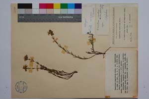 Hypericum rumeliacum Boiss. var. tenuifolium Jord. & Koz. [ SOMXXXXX0187] (c) Institute of Biodiversity and Ecosystem Research, BAS — Vascular Plants and Mosses Collections (SOM)