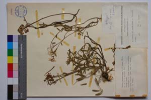 Iberis sempervirens L. f. rosea Valev [ SOMXXXXX0188] (c) Institute of Biodiversity and Ecosystem Research, BAS — Vascular Plants and Mosses Collections (SOM)