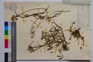 Iberis sempervirens L. f. rosea Valev [ SOMXXXXX0188] (2) (c) Institute of Biodiversity and Ecosystem Research, BAS — Vascular Plants and Mosses Collections (SOM)
