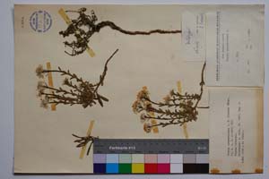Iberis sempervirens L. f. lilacea Valev [ SOMXXXXX0189] (c) Institute of Biodiversity and Ecosystem Research, BAS — Vascular Plants and Mosses Collections (SOM)