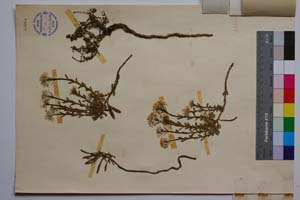 Iberis sempervirens L. f. lilacea Valev [ SOMXXXXX0189] (2) (c) Institute of Biodiversity and Ecosystem Research, BAS — Vascular Plants and Mosses Collections (SOM)