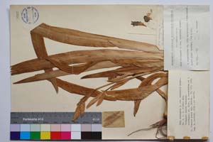Iris variegata L. var. davidovii Radenk. [ SOMXXXXX0190] (c) Institute of Biodiversity and Ecosystem Research, BAS — Vascular Plants and Mosses Collections (SOM)