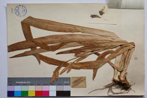 Iris variegata L. var. davidovii Radenk. [ SOMXXXXX0190] (2) (c) Institute of Biodiversity and Ecosystem Research, BAS — Vascular Plants and Mosses Collections (SOM)