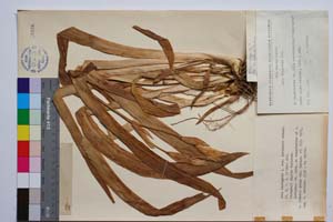 Iris variegata L. var. davidovii Radenk. [ SOMXXXXX0191] (c) Institute of Biodiversity and Ecosystem Research, BAS — Vascular Plants and Mosses Collections (SOM)