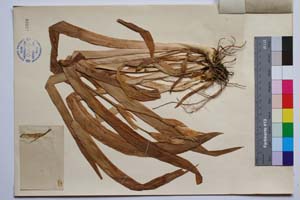 Iris variegata L. var. davidovii Radenk. [ SOMXXXXX0191] (2) (c) Institute of Biodiversity and Ecosystem Research, BAS — Vascular Plants and Mosses Collections (SOM)