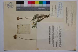 Jurinea consanginea Boiss. ssp. neicevii Koz. [ SOMXXXXX0192] (c) Institute of Biodiversity and Ecosystem Research, BAS — Vascular Plants and Mosses Collections (SOM)