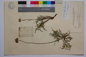 Jurinea consanginea Boiss. ssp. neicevii Koz. [ SOMXXXXX0192] (2) (c) Institute of Biodiversity and Ecosystem Research, BAS — Vascular Plants and Mosses Collections (SOM)