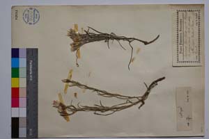 Jurinea Tzar Ferdinandii Dav. [ SOMXXXXX0193] (c) Institute of Biodiversity and Ecosystem Research, BAS — Vascular Plants and Mosses Collections (SOM)