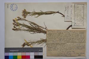 Jurinea Tzar Ferdinandii Dav. [ SOMXXXXX0194] (c) Institute of Biodiversity and Ecosystem Research, BAS — Vascular Plants and Mosses Collections (SOM)