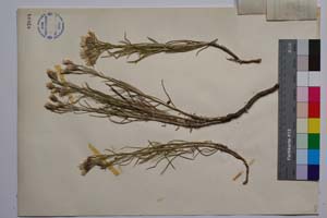 Jurinea Tzar Ferdinandii Dav. [ SOMXXXXX0194] (2) (c) Institute of Biodiversity and Ecosystem Research, BAS — Vascular Plants and Mosses Collections (SOM)