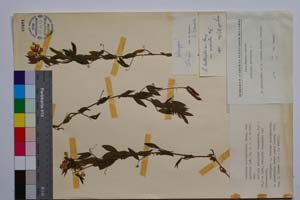 Lathyrus hallersteinii Baumg. var. mediatus Koz. [ SOMXXXXX0195] (c) Institute of Biodiversity and Ecosystem Research, BAS — Vascular Plants and Mosses Collections (SOM)