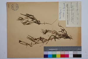Lathyrus monocarpus Stoj. & Acht. [ SOMXXXXX0196] (c) Institute of Biodiversity and Ecosystem Research, BAS — Vascular Plants and Mosses Collections (SOM)