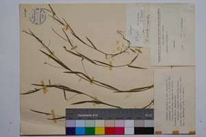 Lathyrus nissolia L. var. nissolia f. ascendens Koz. [ SOMXXXXX0197] (c) Institute of Biodiversity and Ecosystem Research, BAS — Vascular Plants and Mosses Collections (SOM)