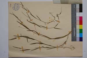 Lathyrus nissolia L. var. nissolia f. ascendens Koz. [ SOMXXXXX0197] (2) (c) Institute of Biodiversity and Ecosystem Research, BAS — Vascular Plants and Mosses Collections (SOM)