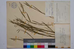 Lathyrus nissolia L. var. biflorus Koz. [ SOMXXXXX0198] (c) Institute of Biodiversity and Ecosystem Research, BAS — Vascular Plants and Mosses Collections (SOM)