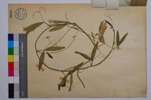 Lathyrus sylvestris L. var. intermedius Koz. [ SOMXXXXX0199] (2) (c) Institute of Biodiversity and Ecosystem Research, BAS — Vascular Plants and Mosses Collections (SOM)