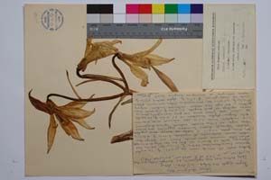 Lilium rhodopaeum Delip. [ SOMXXXXX0200] (c) Institute of Biodiversity and Ecosystem Research, BAS — Vascular Plants and Mosses Collections (SOM)