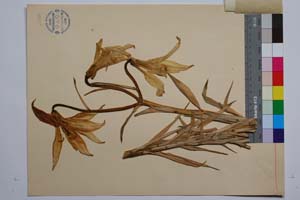 Lilium rhodopaeum Delip. [ SOMXXXXX0200] (2) (c) Institute of Biodiversity and Ecosystem Research, BAS — Vascular Plants and Mosses Collections (SOM)