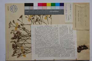 Limonium bulgaricum Anchev [ SOMXXXXX0201] (c) Institute of Biodiversity and Ecosystem Research, BAS — Vascular Plants and Mosses Collections (SOM)