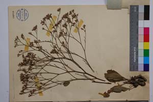 Limonium bulgaricum Anchev [ SOMXXXXX0201] (2) (c) Institute of Biodiversity and Ecosystem Research, BAS — Vascular Plants and Mosses Collections (SOM)