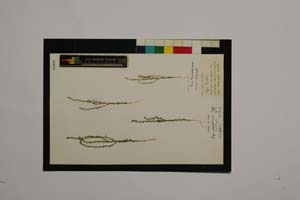 Ligia hymelaea Davis & Hedge [ SOMXXXXX0202] (c) Institute of Biodiversity and Ecosystem Research, BAS — Vascular Plants and Mosses Collections (SOM)
