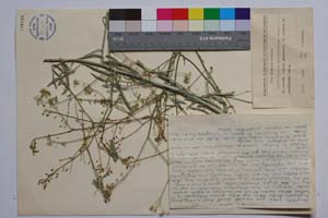 Lepidotrichum uechtritzianum Bornm. [ SOMXXXXX0203] (c) Institute of Biodiversity and Ecosystem Research, BAS — Vascular Plants and Mosses Collections (SOM)