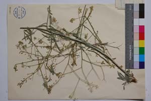 Lepidotrichum uechtritzianum Bornm. [ SOMXXXXX0203] (2) (c) Institute of Biodiversity and Ecosystem Research, BAS — Vascular Plants and Mosses Collections (SOM)
