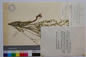 Linum tracicum (Griseb.) Degen ssp. multiflorum Petrova [ SOMXXXXX0204] (c) Institute of Biodiversity and Ecosystem Research, BAS — Vascular Plants and Mosses Collections (SOM)