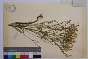 Linum tracicum (Griseb.) Degen ssp. multiflorum Petrova [ SOMXXXXX0204] (2) (c) Institute of Biodiversity and Ecosystem Research, BAS — Vascular Plants and Mosses Collections (SOM)