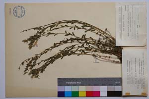 Linum hirsutum L. ssp. grabrescens (Roch.) Soo var. longipedunculatum Petrova [ SOMXXXXX0205] (c) Institute of Biodiversity and Ecosystem Research, BAS — Vascular Plants and Mosses Collections (SOM)