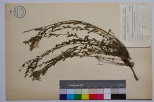 Linum hirsutum L. ssp. grabrescens (Roch.) Soo var. longipedunculatum Petrova [ SOMXXXXX0205] (2) (c) Institute of Biodiversity and Ecosystem Research, BAS — Vascular Plants and Mosses Collections (SOM)