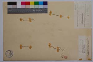 Linum nodiflorum L. f. micranthum Petrova [ SOMXXXXX0206] (c) Institute of Biodiversity and Ecosystem Research, BAS — Vascular Plants and Mosses Collections (SOM)