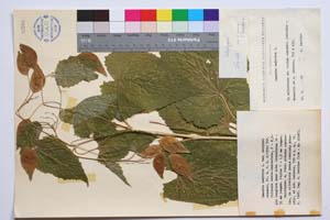 Lunaria rediviva L. var. davidovi Assenov [ SOMXXXXX0207] (c) Institute of Biodiversity and Ecosystem Research, BAS — Vascular Plants and Mosses Collections (SOM)