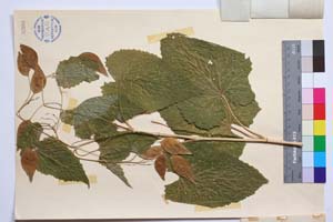 Lunaria rediviva L. var. davidovi Assenov [ SOMXXXXX0207] (2) (c) Institute of Biodiversity and Ecosystem Research, BAS — Vascular Plants and Mosses Collections (SOM)