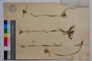 Luzula campestris (L.) Lam. et DC. ssp. alpestris (R. Bey.) Koz. var. erectiuscula Koz. [ SOMXXXXX0208] (2) (c) Institute of Biodiversity and Ecosystem Research, BAS — Vascular Plants and Mosses Collections (SOM)