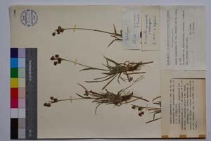 Luzula campestris (L.) Lam. et DC. ssp. campestris var. macrospica Koz. [ SOMXXXXX0209] (c) Institute of Biodiversity and Ecosystem Research, BAS — Vascular Plants and Mosses Collections (SOM)