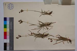 Luzula campestris (L.) Lam. et DC. ssp. campestris var. macrospica Koz. [ SOMXXXXX0209] (2) (c) Institute of Biodiversity and Ecosystem Research, BAS — Vascular Plants and Mosses Collections (SOM)