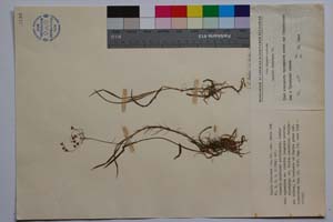 Luzula forsteri (Sm.) DC. var. media Koz. [ SOMXXXXX0210] (c) Institute of Biodiversity and Ecosystem Research, BAS — Vascular Plants and Mosses Collections (SOM)