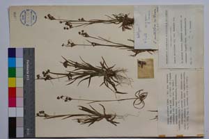 Luzula multiflora (Ehrh.) Lej. ssp. tracica Koz. [ SOMXXXXX0211] (c) Institute of Biodiversity and Ecosystem Research, BAS — Vascular Plants and Mosses Collections (SOM)