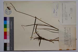 Luzula nemorosa (Pall.) E. Mey. var. cuprina (Roch.) Asch. et Gr. f. agregata Koz. [ SOMXXXXX0212] (c) Institute of Biodiversity and Ecosystem Research, BAS — Vascular Plants and Mosses Collections (SOM)