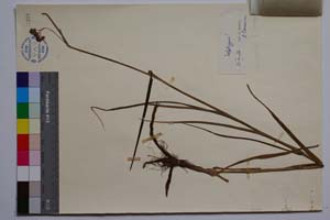 Luzula nemorosa (Pall.) E. Mey. var. cuprina (Roch.) Asch. et Gr. f. agregata Koz. [ SOMXXXXX0212] (2) (c) Institute of Biodiversity and Ecosystem Research, BAS — Vascular Plants and Mosses Collections (SOM)