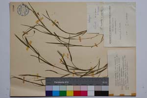 Lathyrus nissolia L. var. nissolia f. ascendens Koz. [ SOMXXXXX0213] (c) Institute of Biodiversity and Ecosystem Research, BAS — Vascular Plants and Mosses Collections (SOM)