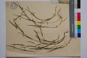 Lathyrus nissolia L. var. nissolia f. ascendens Koz. [ SOMXXXXX0213] (2) (c) Institute of Biodiversity and Ecosystem Research, BAS — Vascular Plants and Mosses Collections (SOM)