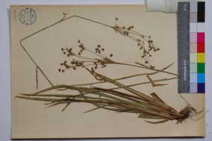 Luzula silvatica (Huds.) Gaud. f. altisima Koz. [ SOMXXXXX0215] (2) (c) Institute of Biodiversity and Ecosystem Research, BAS — Vascular Plants and Mosses Collections (SOM)
