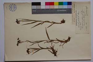Luzula glabrata Desv. [ SOMXXXXX0216] (c) Institute of Biodiversity and Ecosystem Research, BAS — Vascular Plants and Mosses Collections (SOM)