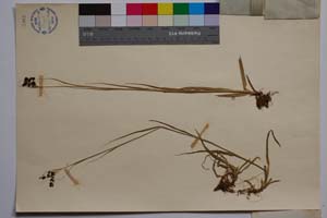 Luzula spadicea (All.) Lam. et DC. var. velenovsky Koz. f. compacta Koz. [ SOMXXXXX0217] (2) (c) Institute of Biodiversity and Ecosystem Research, BAS — Vascular Plants and Mosses Collections (SOM)