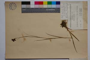 Luzula spadicea (All.) Lam. et DC. var. velenovsky Koz. f. compacta Koz. [ SOMXXXXX0218] (2) (c) Institute of Biodiversity and Ecosystem Research, BAS — Vascular Plants and Mosses Collections (SOM)